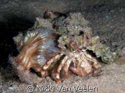 Anemone carrier taken during a night dive at Marsa Bareik... by Nikki Van Veelen 